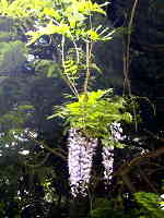 Ԃǂ݂Ȃ