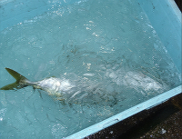 冷海水で冷やす